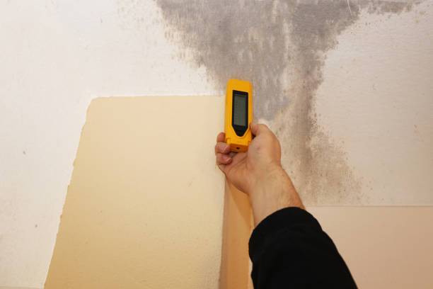 Best Black Mold Removal  in Hallstead, PA